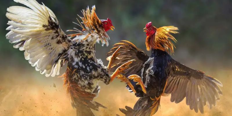 Giới thiệu chung về loại hình đá gà cựa sắt hấp dẫn