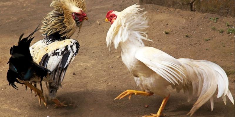 Chi tiết về luật chọi gà cựa sắt mà tân thủ mới cần nắm