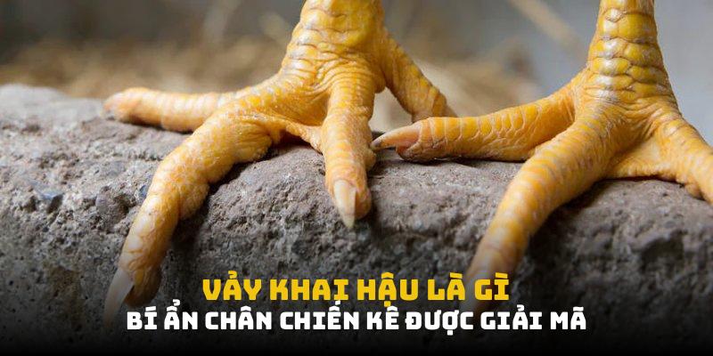 Vảy Khai Hậu Là Gì: Bí Ẩn Chân Chiến Kê Được Giải Mã