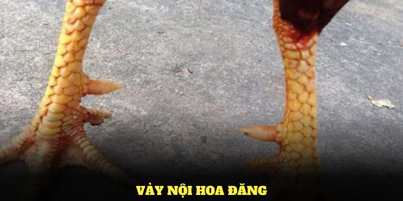 Tìm Hiểu Chi Tiết Về Vảy Gà Vảy Nội Hoa Đăng Và Những Đặc Điểm Thú Vị